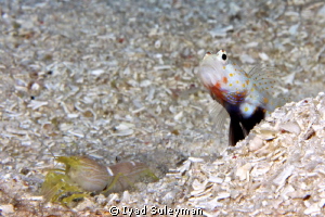 Orange-spotted shrimp goby & Shrimp by Iyad Suleyman 